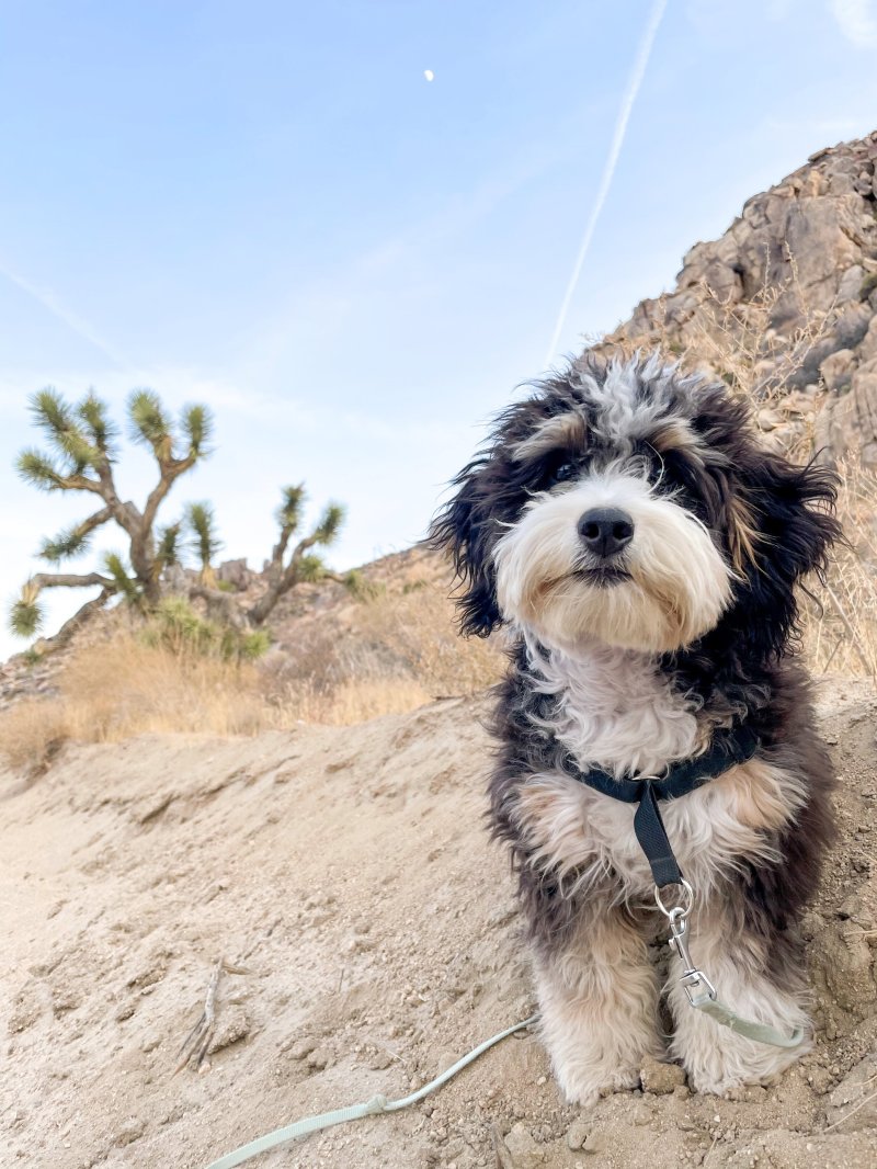 Best Dog Friendly Hikes Yosemite