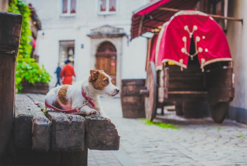 Best Dog Friendly Hotels York