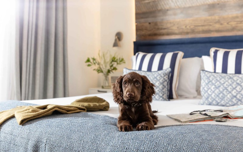 Best Dog Friendly Luxury Resorts