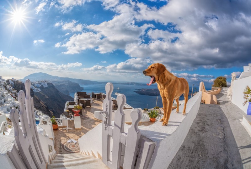 Best Dog Friendly Mountain Towns