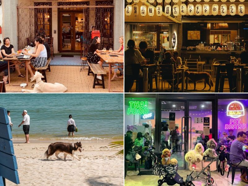 Best Dog Friendly Pubs