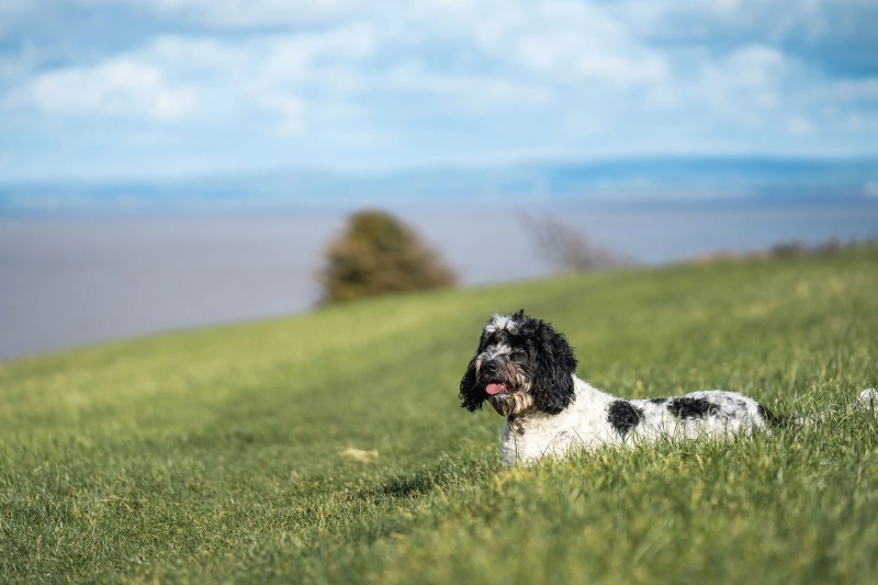 Best Dog Friendly Resorts Uk