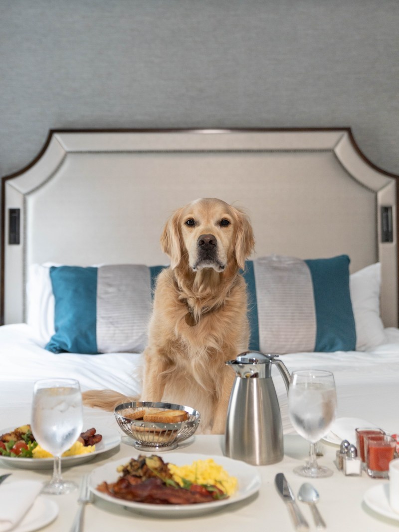 Best Dog Friendly Resorts Washington State