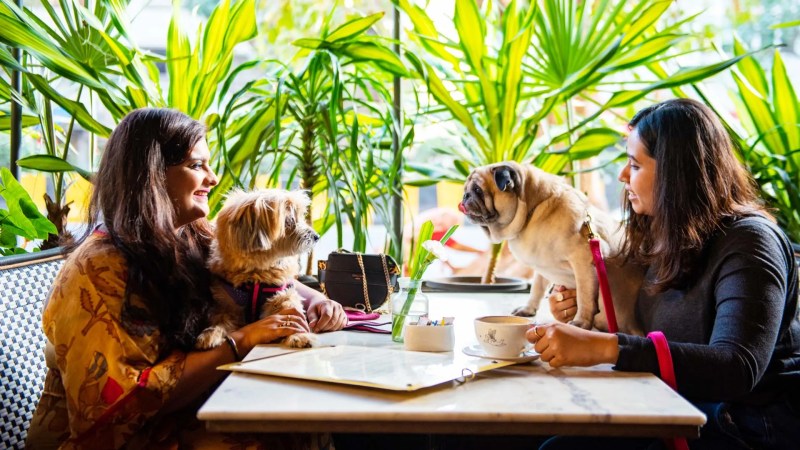 Best Dog Friendly Sunday Lunch Near Me