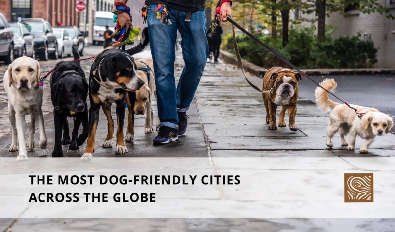 Best Dog Friendly Towns