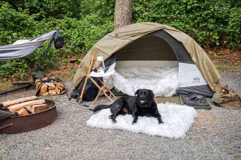 Best Dog Friendly Vacations Southeast