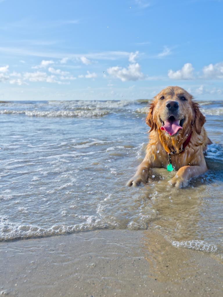 Best Dog Friendly Vacations Texas