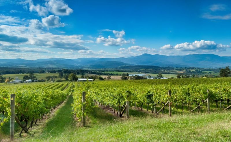 Best Dog Friendly Wineries Yarra Valley