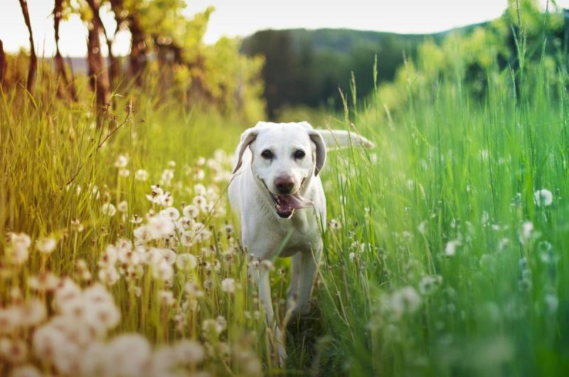 Best Dog Friendly Winery Near Me