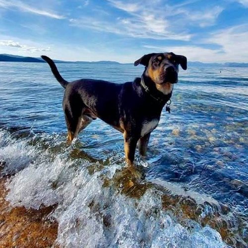 Best Dog Vacations In California