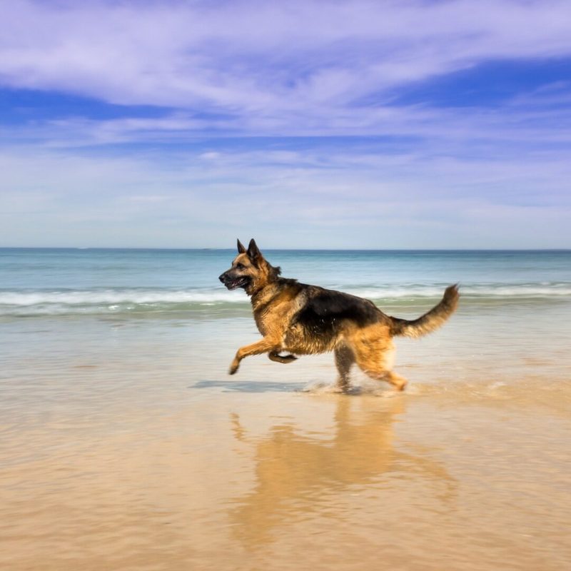 Best Pet Friendly Resorts Midwest