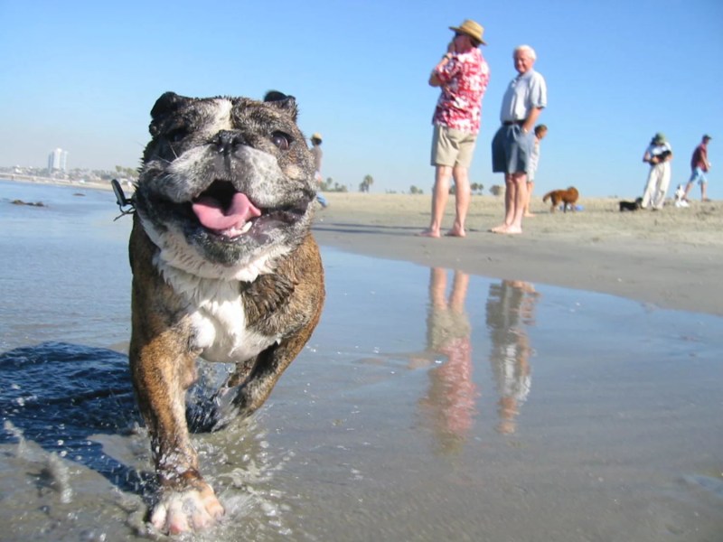 Best Vacations With Dogs East Coast