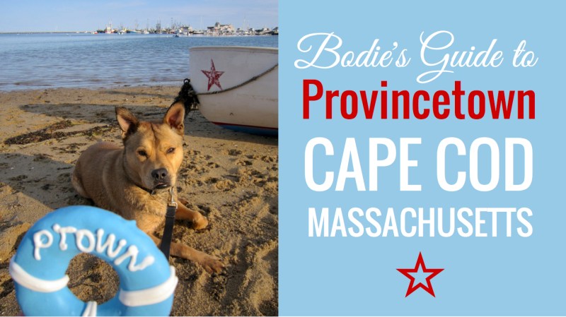 Day Trips With Dogs Massachusetts