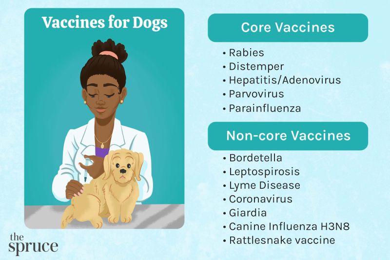 Dog Bordetella Vaccine Near Me