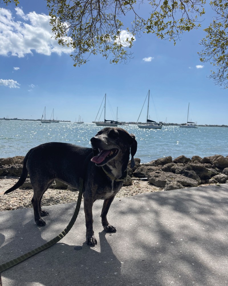 Dog Friendly Beaches On East Coast Of Florida