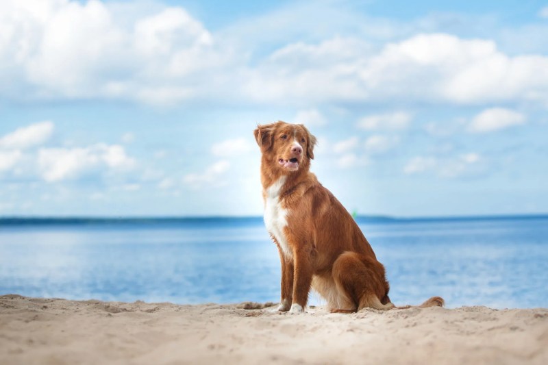 Dog Friendly Holidays Kent