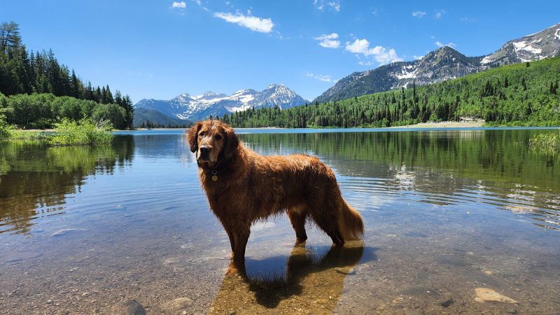 Dog Friendly Lake Resorts Near Me