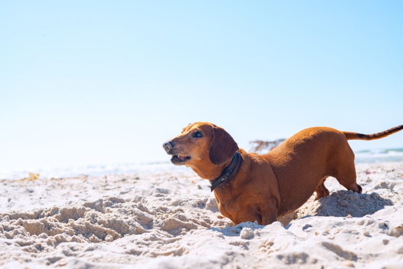 Dog Friendly Vacations In Florida