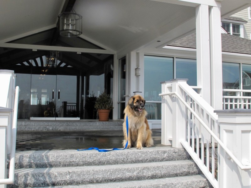 Dog Friendly Vacations In The Northeast