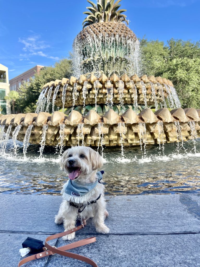 Fun Dog Friendly Places Near Me