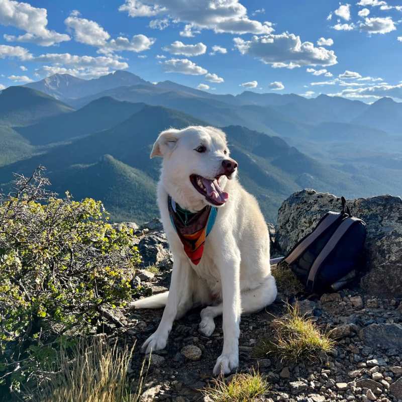 Pet Friendly Lodging In Estes Park Co