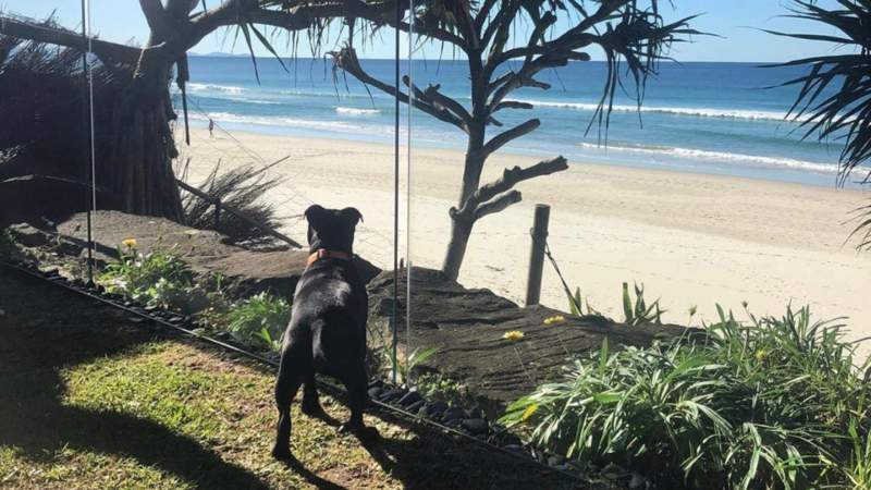 Dog Friendly Holidays Australia